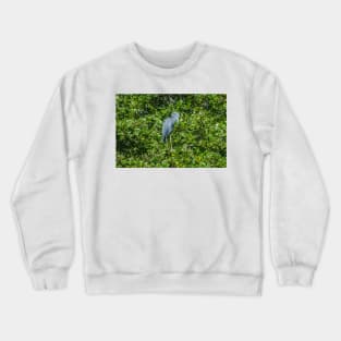 Little Blue Heron Crewneck Sweatshirt